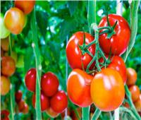  5 توصيات لمزارعي الطماطم يجب اتباعها خلال مارس
