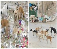 القتل والرفق وبينهما «الإخصاء».. كيف تواجه الدولة 15 مليون كلب ضال؟