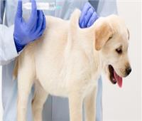فيديو| جمعية «الرفق بالحيوان» تطبق نموذج لتطعيم الكلاب ضد السعار