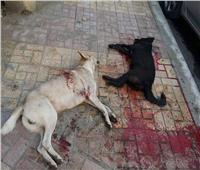 «برلماني»: قتل الكلاب الضالة آخر حل سيتم اللجوء إليه
