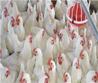 فيديو| الزراعة: لجنة لتوعية المواطنين بمخاطر التعامل مع الدجاج الحي