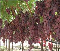 12 نصيحة لـ«مزارعي العنب» لزيادة وجودة الإنتاج.. تعرف عليها