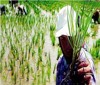 الأصناف الجديدة للأرز كلمة السر في رفع المساحات المنزرعة العام المقبل