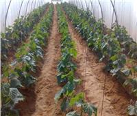 خبير زراعي يطالب بالإسراع في تنفيذ برنامج إنتاج تقاوي الخضر