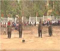 شاهد| سباق الفيلة « بوون دون » بـ «فيتنام»
