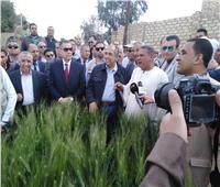 صور.. «أبوستيت» و«عبد الجابر» يتفقدان حقول القمح الإرشادية بمركز أهناسيا 
