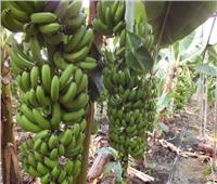 لمزارعي الموز.. تعرف على توصيات الزراعة لزيادة وجودة الإنتاج 