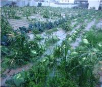 «الزراعة»: توصيات فنية للمزارعين للتعامل مع موجات الطقس غير المستقرة خلال الأيام المقبلة