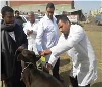 انطلاق الحملة القومية لتحصين الأبقار ضد مرض الجلد العقدي بالشرقية