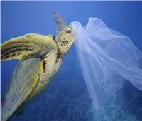 محافظ البحر الأحمر يحظر تداول البلاستيك اعتبارًا من 1 يونيو