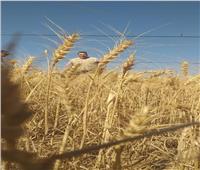 بدء حصاد القمح والشعير بمحافظة البحر الأحمر 