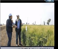 فيديو| الزراعة تكشف 6 أصناف جديدة من القمح