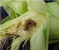 «الحشرة الجياشة» تهدد المحاصيل.. والزراعة ترفع حالة الطوارئ