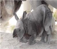 شاهد| أول عملية ولادة عن طريق تلقيح صناعي لأنثى وحيد قرن هندي