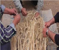 انطلاق حملة للنهوض بمحصول القمح في القليوبية
