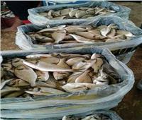انخفاض أسعار أسماك بحيرة البردويل في أسواق سيناء
