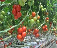 لمزارعي الطماطم.. نصائح مع بدء زراعة العروة الصيفية المتأخرة