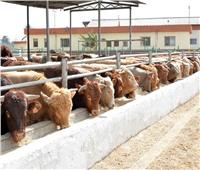 وصول 11 ألف رأس ماشية حية لميناء الإسكندرية 