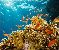 خاص| وزارة البيئة: «المحميات الطبيعية» أهم أدوات حماية البيئة البحرية