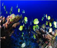 خاص| وزارة البيئة توضح شروط حماية «البيئة البحرية» في مصر