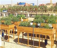 محافظة القاهرة توافق على تبني مبادرة زراعة أسطح مباني المصالح الحكومية 
