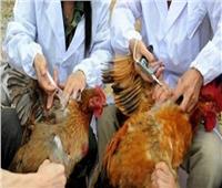 تحصين ٦٨٥ألف و٣٠٠طائر بالشرقية ضد أنفلونزا الطيور