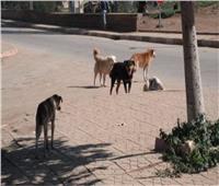 غدا.. «الإدارية» تصدر قرارا هاما بشأن قتل الكلاب والقطط وتصدير لحومها