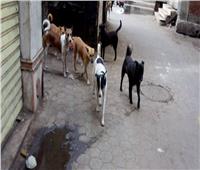 22 يونيو نظر دعوى إلزام الحكومة بوقف قتل قطط وكلاب الشوارع