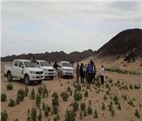 الزراعة تواصل مكافحة الجراد الصحراوي بأسوان وعلى الحدود السودانية