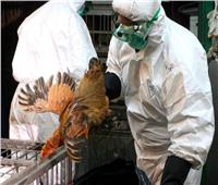 الزراعة تحيل ملف قرض البنك الإسلامي المخصص لمكافحة «انفلونزا الطيور» للنيابة