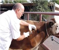 الزراعة: تحصين 2 مليون رأس ماشية ضد الأمراض الوبائية