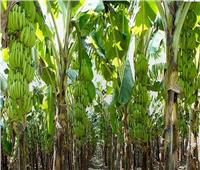 لمزارعي الموز.. توصيات ونصائح لزيادة وجودة الإنتاج خلال يونيو
