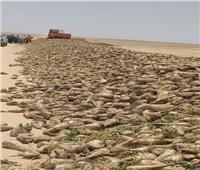 صور..«الزراعة» تبدأ أول حصاد للبنجر بمشروع غرب المنيا