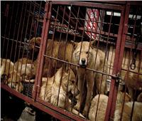 إغلاق أكبر سوق للحوم الكلاب في بوسان بكوريا الجنوبية