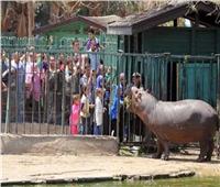 حديقة الحيوان بالجيزة تستقبل 22 ألف زائر حتى ظهر أول أيام العيد
