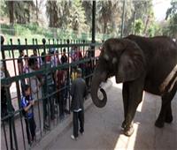 رئيس حدائق الحيوان : 75 ألف زائر لحديقة حيوان الجيزة في أول أيام عيد الفطر