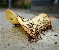  3 وصفات طبيعية للقضاء على «النمل والصراصير» في المنزل