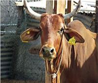 الزراعة: ترقيم وتسجيل أكثر من مليون رأس ماشية خلال عام