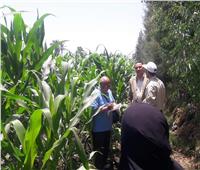 الزراعة: استمرار الحملات على حقول الذرة بدمياط
