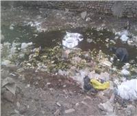 «القمامة» والكلاب الضالة تهدد سكان شارع صبري باشا