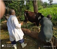صور| تحصين 384 ألف رأس ماشية ضد مرض الحمي القلاعية