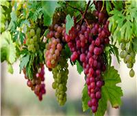 نصائح لـ«مزارعي العنب» مع بدء جني الأصناف المبكرة