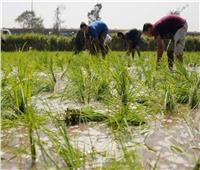 «الزراعة» تسجل أصنافًا جديدة عالية الإنتاجية من الأرز والقمح والفول 