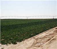 «البحوث الزراعية» تكشف انجازات مشروع الـ 20 الف فدان بغرب المنيا
