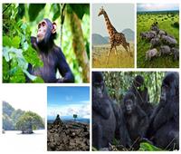 «لؤلؤة أفريقيا».. أجمل 10 مناطق سياحية في أوغندا 
