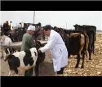 «الزراعة»: تحصين 1.3 مليون رأس ماشية ضد مرض الحمى القلاعية