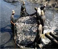 محافظ كفرالشيخ: تكثيف الحملات على بحيرة البرلس للحفاظ على الثروة السمكية