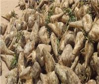 الزراعة تبحث مع شركات السكر زراعة 5000 فدان بنجر بمشروع غرب المنيا