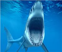 كبد سمك القرش المتوحش يعالج مرضي الشلل الرعاش