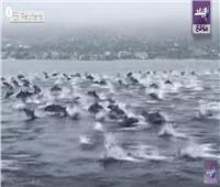 شاهد| سرب ضخم من الدلافين أمام أحد شواطئ كاليفورنيا